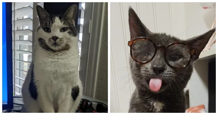 Кошачьи тайны: 20 снимков с проделками пушистых гениев