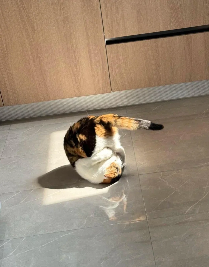 Кошачьи тайны: 20 снимков с проделками пушистых гениев