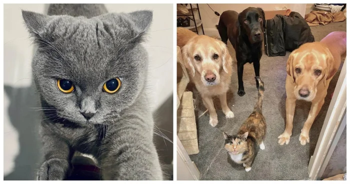 Философия хвостатых: 20 забавных примеров размышлений