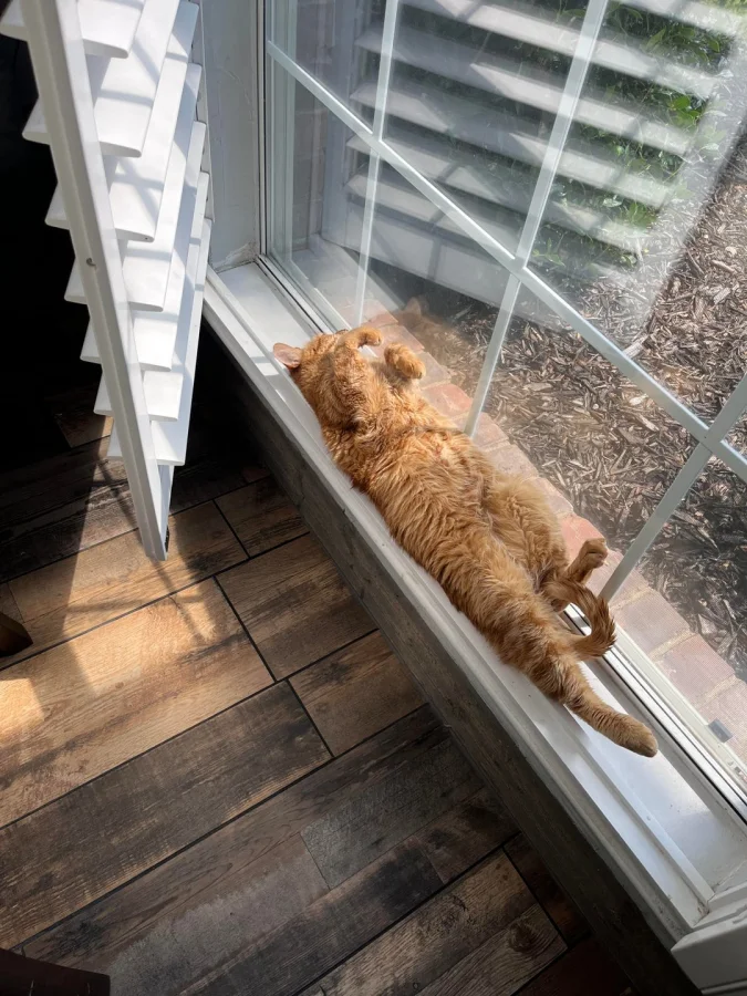 Философия хвостатых: 20 забавных примеров размышлений