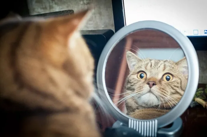 20 милых реакций животных, впервые увидевших себя в зеркале