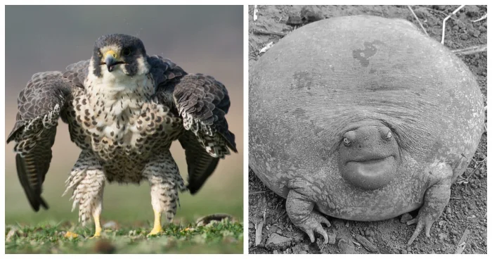 20 животных-гигантов, которые поражают своими размерами