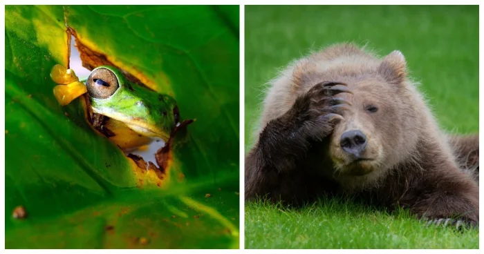 20 забавных кадров из мира дикой природы
