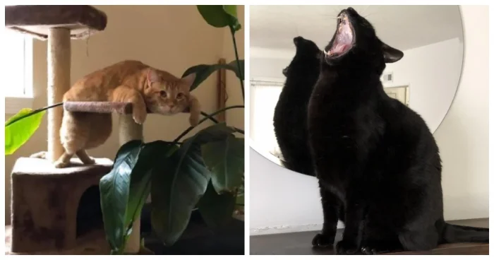 20 котов, которые будто сломали систему