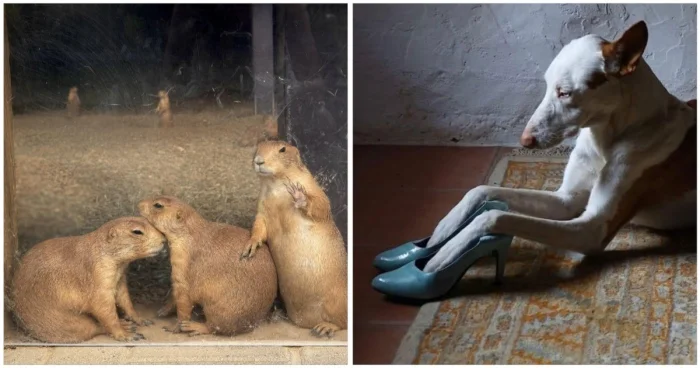 Животные, похожие на шедевры Ренессанса