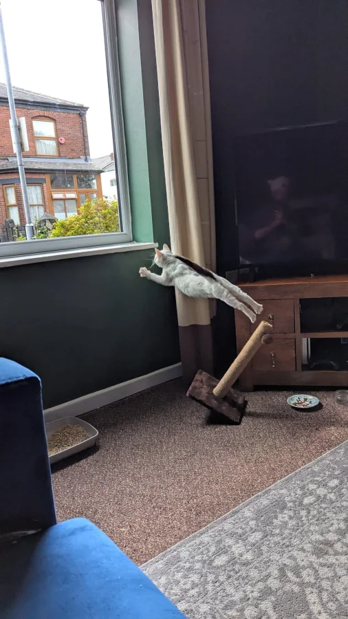 Животные, похожие на шедевры Ренессанса