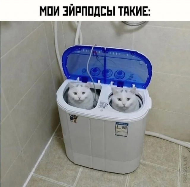 Кото-юмор