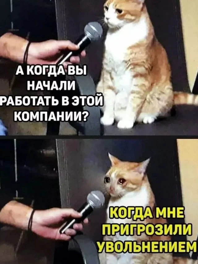 Кото-юмор