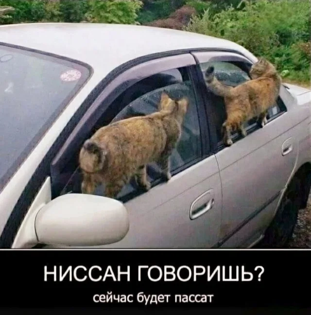 Кото-юмор