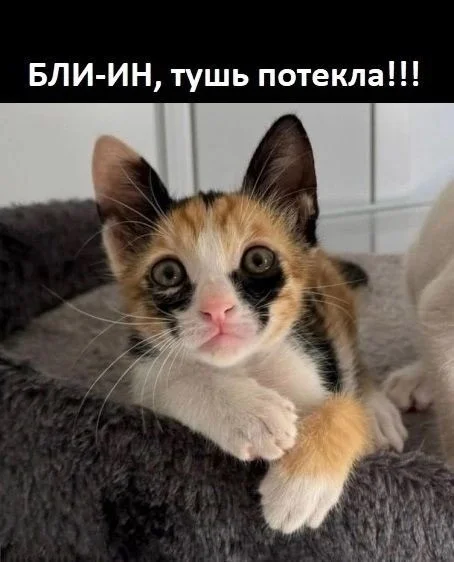 Кото-юмор