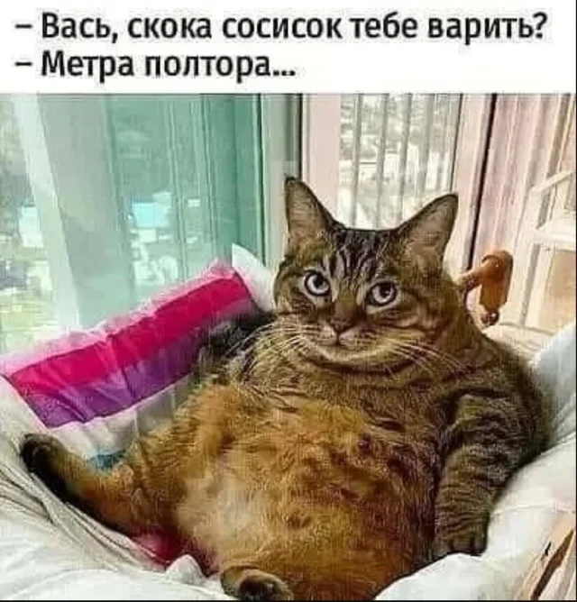 Кото-юмор