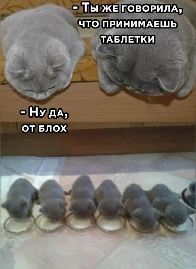 Свежо и хорошо! Приколы!