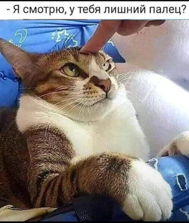 Мемные баяны