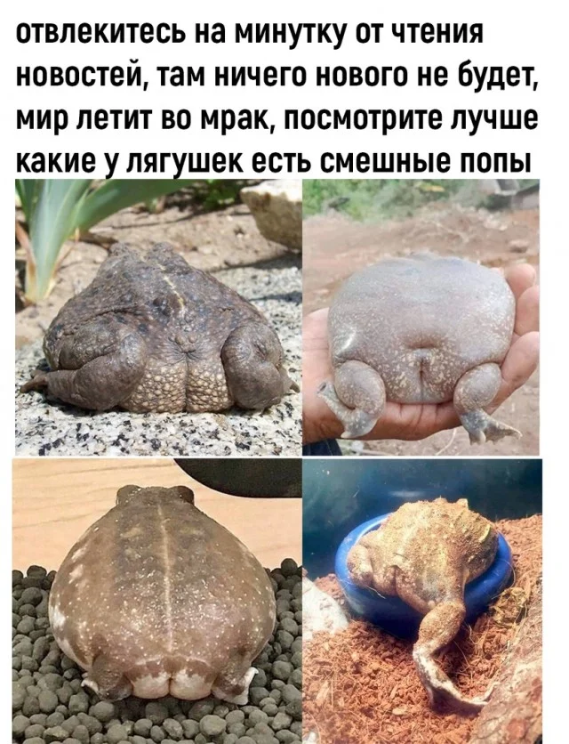 Мемы в ленту