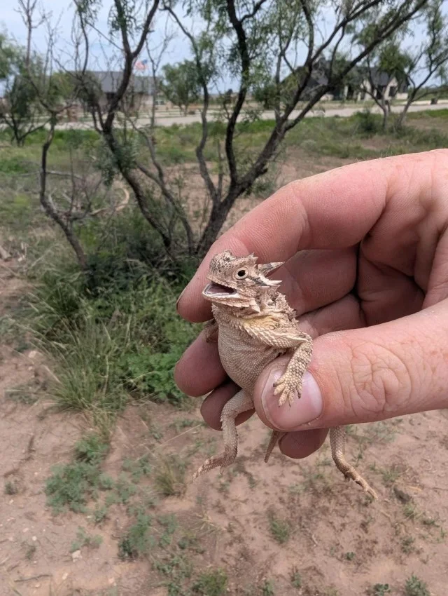 Винегрет из картинок