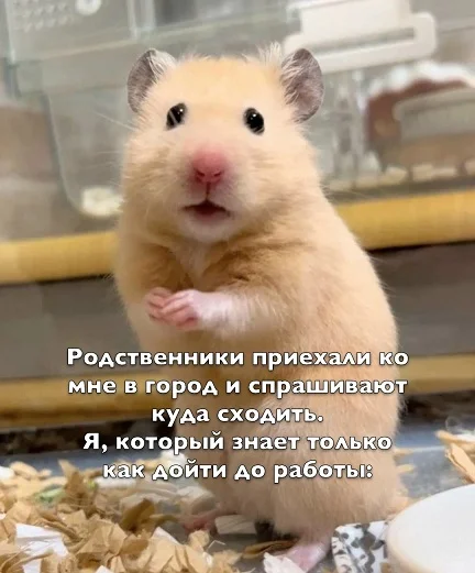 Мемы в ленту #1