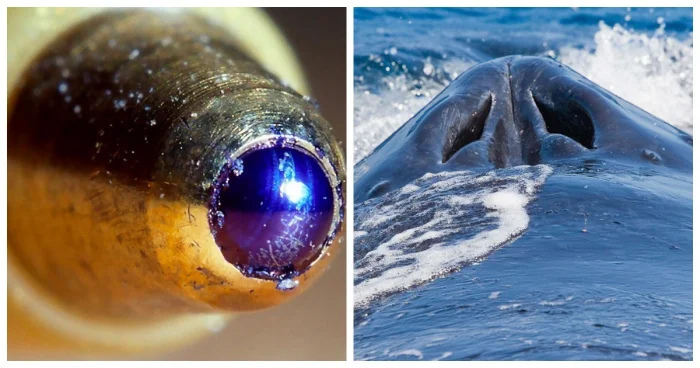 Обычные предметы и животные под необычным ракурсом