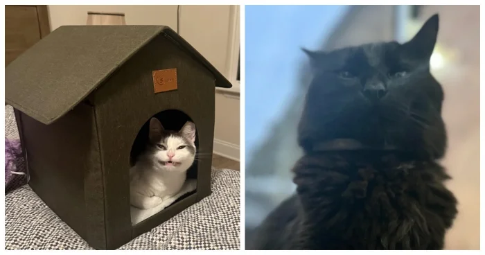 25 способов понять скрытые эмоции кошек