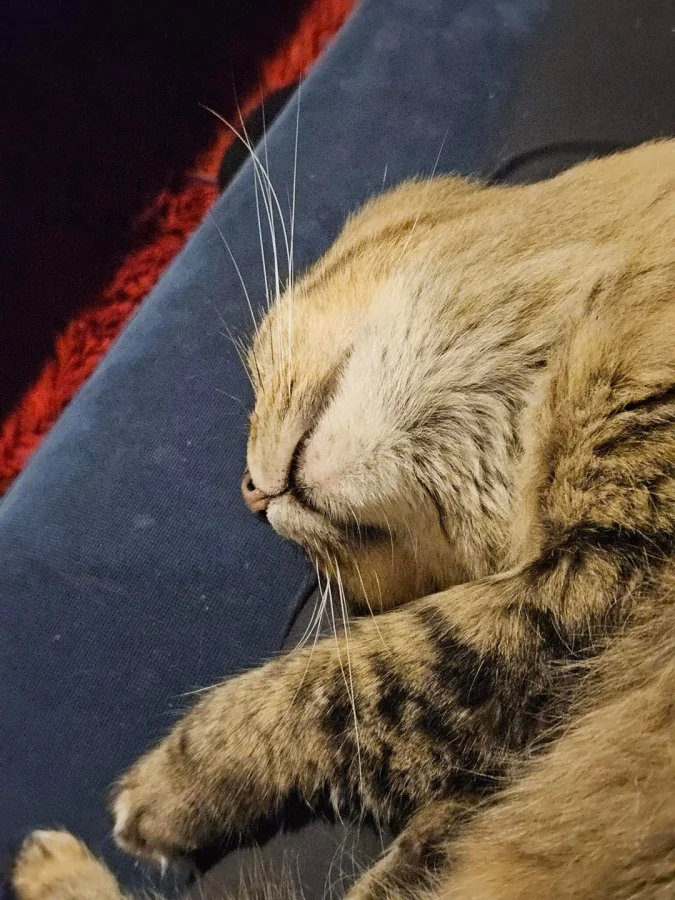 25 способов понять скрытые эмоции кошек