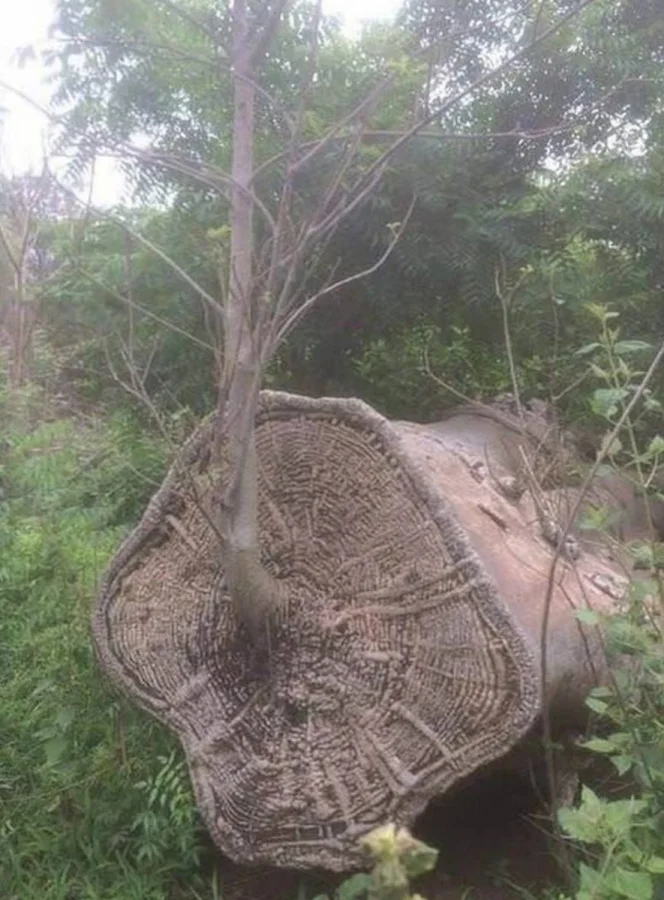 Планета всё переживёт: 33 причины задуматься о человечестве