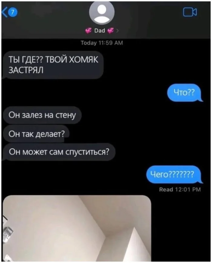 Хомяк-вдохновение: как быстро уйти от проблем