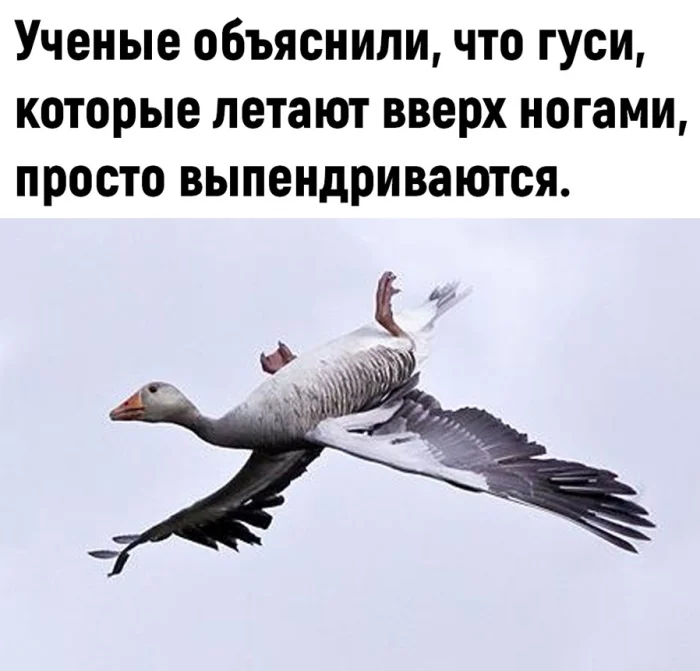 Просто гуси