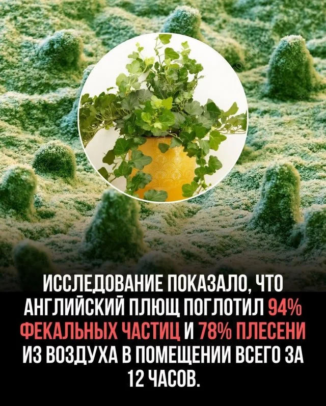 Учёные утверждают: комнатные растения эффективнее фильтров очищают воздух