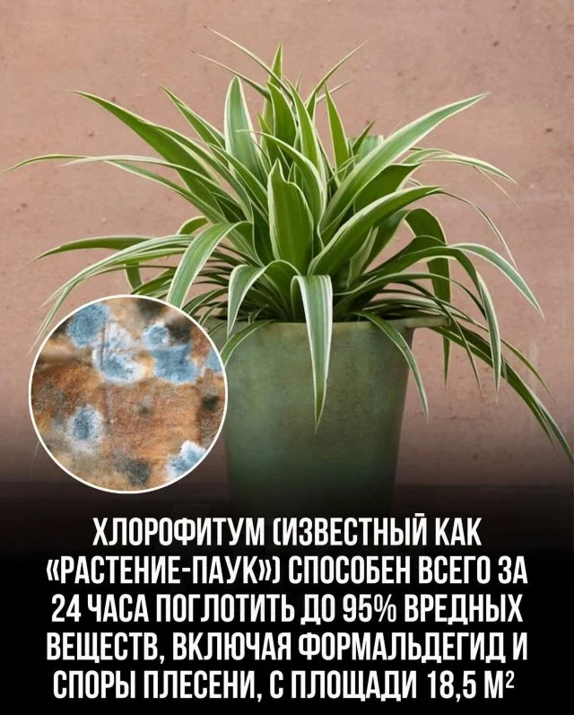 Учёные утверждают: комнатные растения эффективнее фильтров очищают воздух