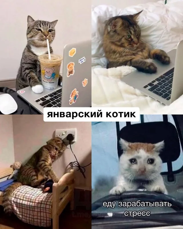 Узнай, какой ты кот по месяцу рождения