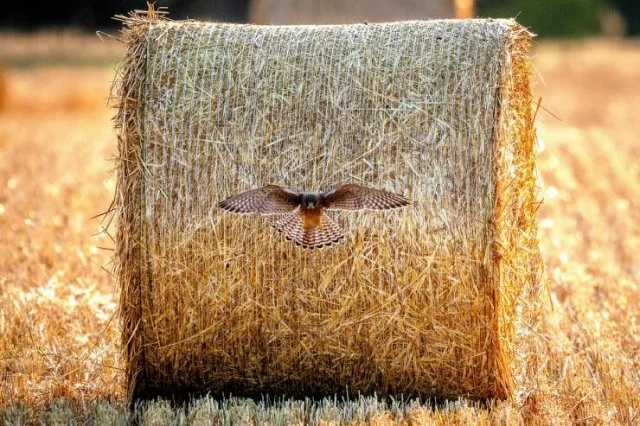 Взбалталось и намешалось