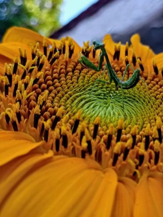 Намешалось: Красивые и интересные картинки