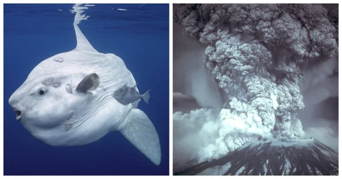 10 реальных историй, которые звучат как вымысел