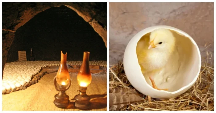 Неизвестные факты о птицеводстве в Древнем Египте