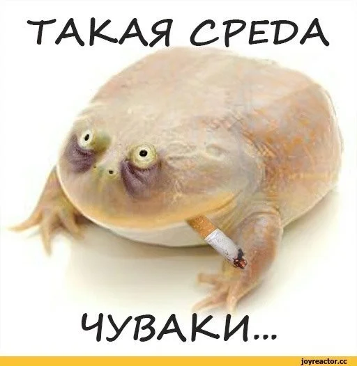 Смешные скрины из соцсетей #105