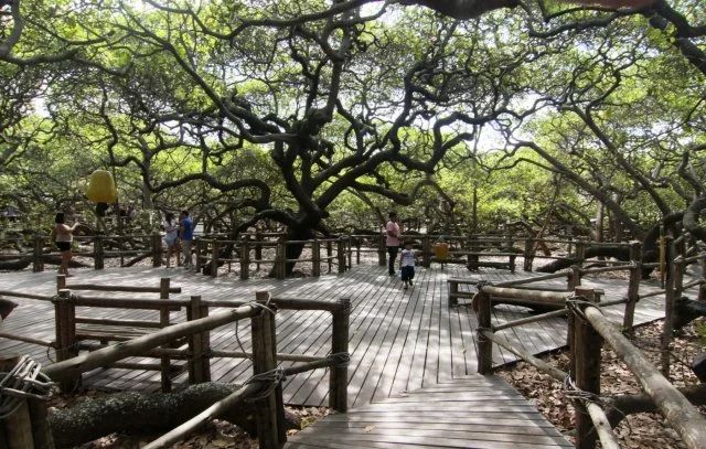 Огромное кешью-дерево в Бразилии покрывает площадь в 8500 м²