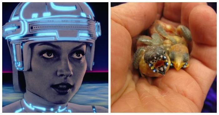 10 удивительных фактов о снежных ангелах, вечных часах и других чудесах мира