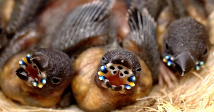 10 удивительных фактов о снежных ангелах, вечных часах и других чудесах мира