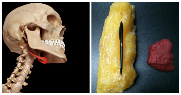 12 удивительных фактов о нашем теле, которые вас поразят