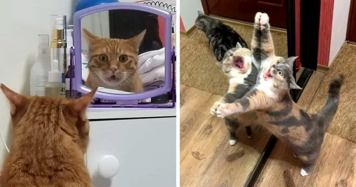 15 фото, подтверждающих, что коты и зеркала созданы друг для друга
