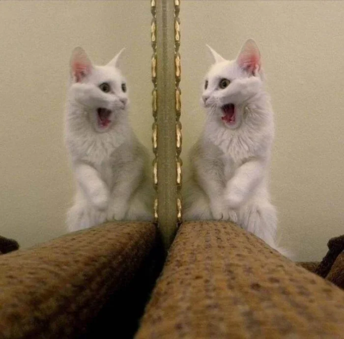 15 фото, подтверждающих, что коты и зеркала созданы друг для друга