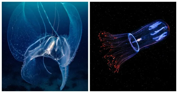 15 удивительных существ из глубин океана с мистической красотой
