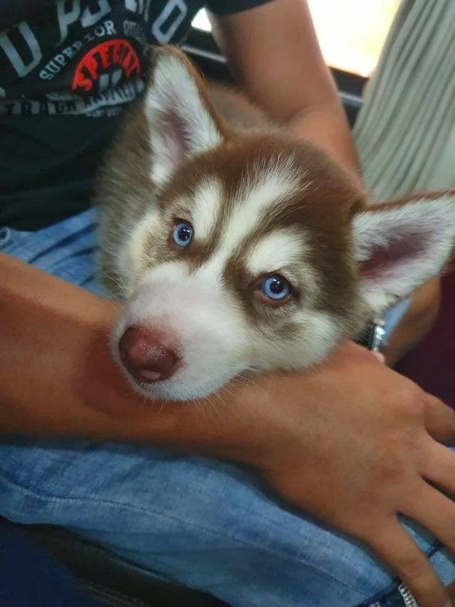 16 забавных встреч с животными в общественном транспорте