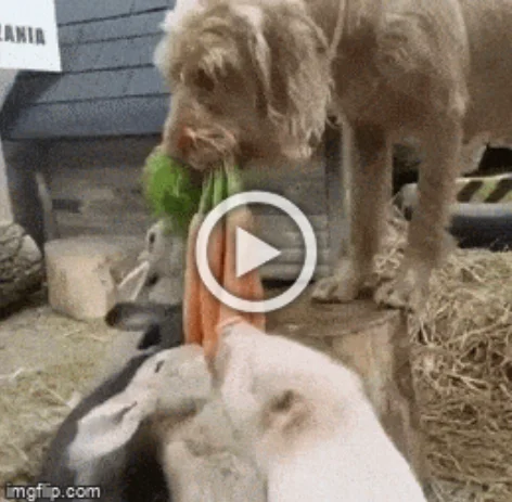 Разнообразные ГИФки #187