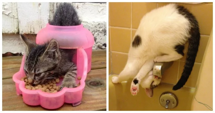 20 странных поступков котов, которые невозможно объяснить логикой