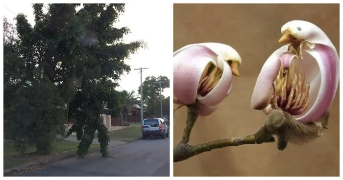 20 фото, доказывающих, что природа — лучший мастер камуфляжа