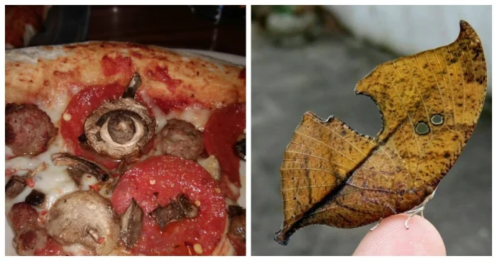 20 оптических иллюзий, показывающих, как мозг нас обманывает