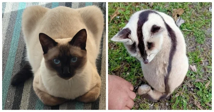 20 осенних историй о котах и их любимых уютных уголках