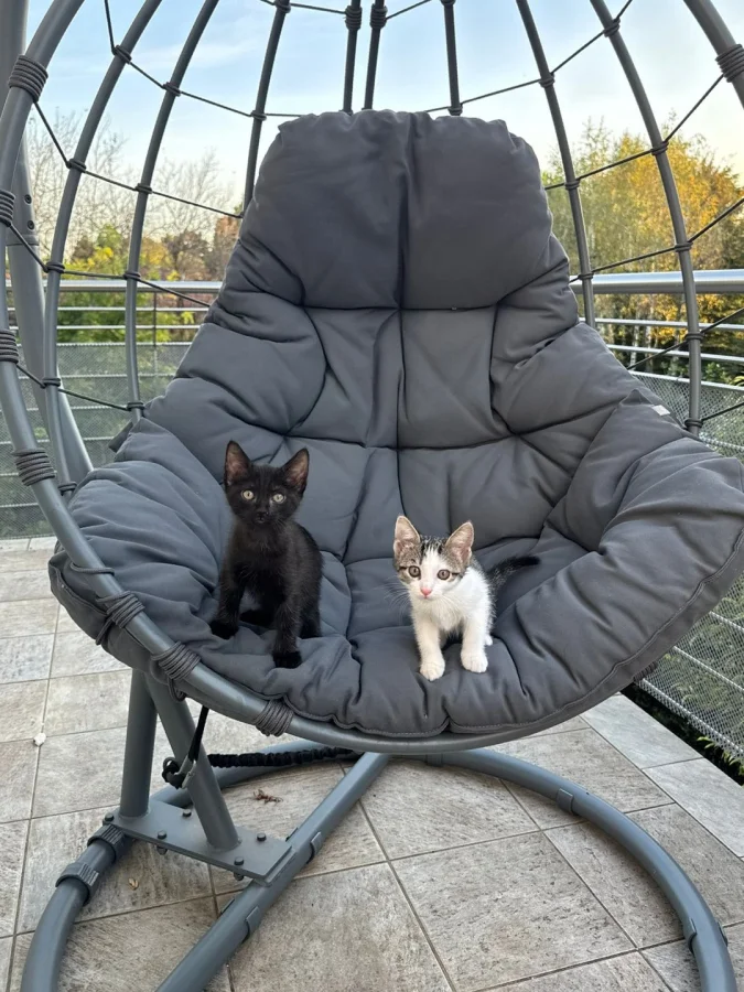 20 осенних историй о котах и их любимых уютных уголках