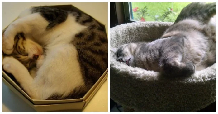 20 милых зверушек, заснувших в самых неожиданных местах