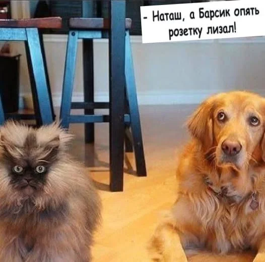 Мемы пропитанные деградацией